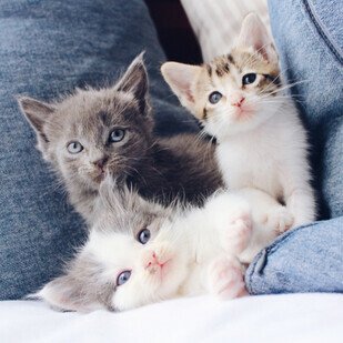 August 2020 - Weltkatzentag