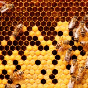 Juni 2022 - Bienen-B&uuml;cher