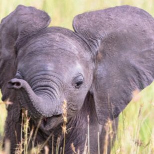 April 2019 - Dumbo fliegt zu genialokal.de!