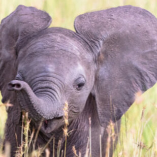 April 2019 - Dumbo fliegt zu genialokal.de!